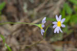 Entireleaf western daisy